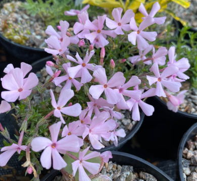 Phlox douglasii 'Boranovice'